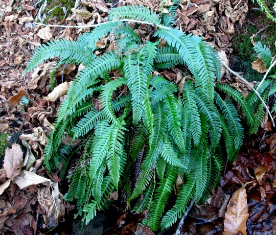 Blechnum  spichant (6).jpg