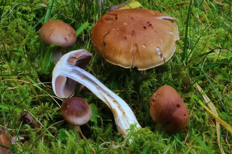 Cortinarius anomalus 5.jpg