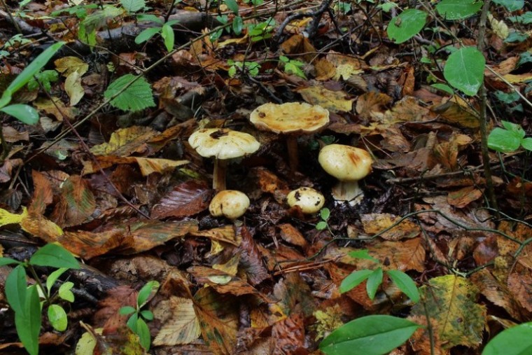 Cortinarius calochrous  1.jpg