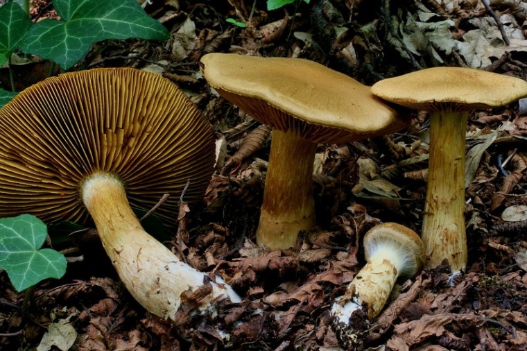 Cortinarius cotoneus 10.jpg