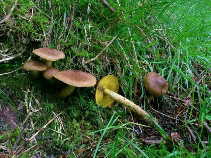 Cortinarius croceus 1.jpg