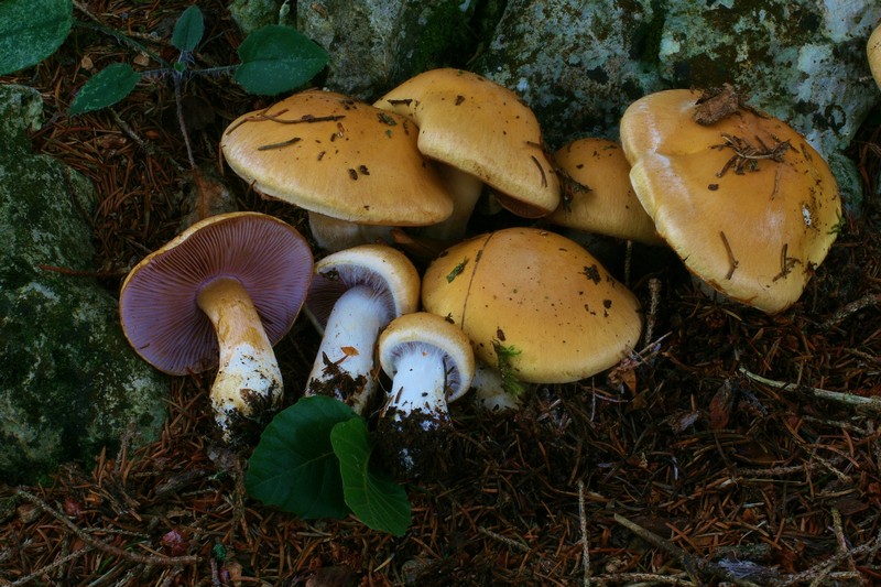 Cortinarius varius 10.jpg