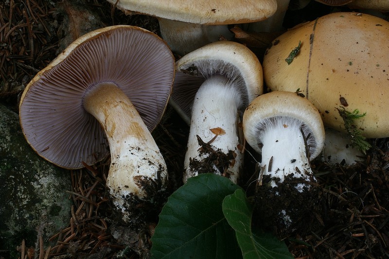 Cortinarius varius 12.jpg