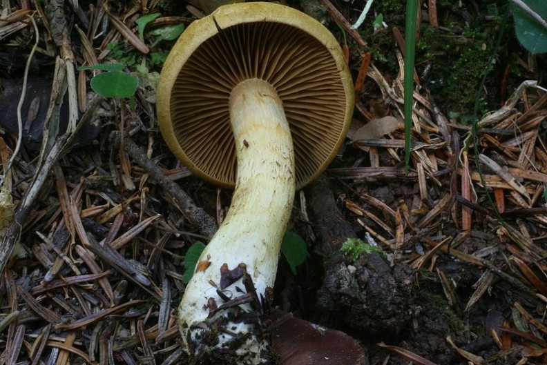 Cortinarius venetus 4.jpg