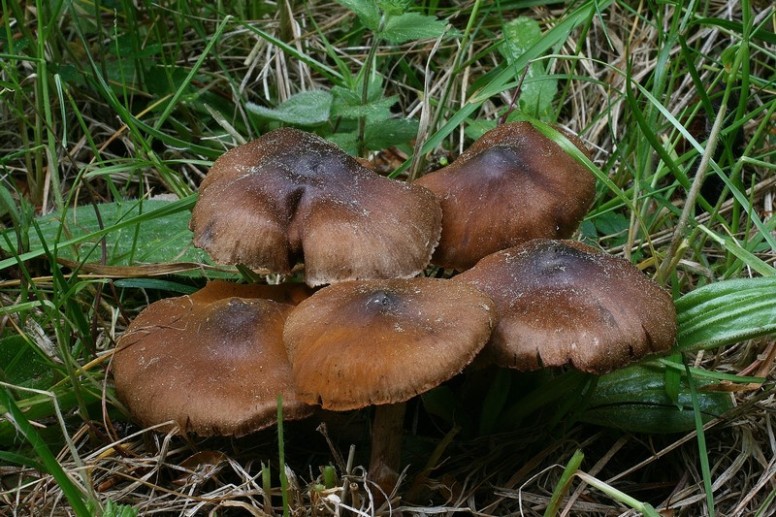 Cortinarius vernus 3.jpg