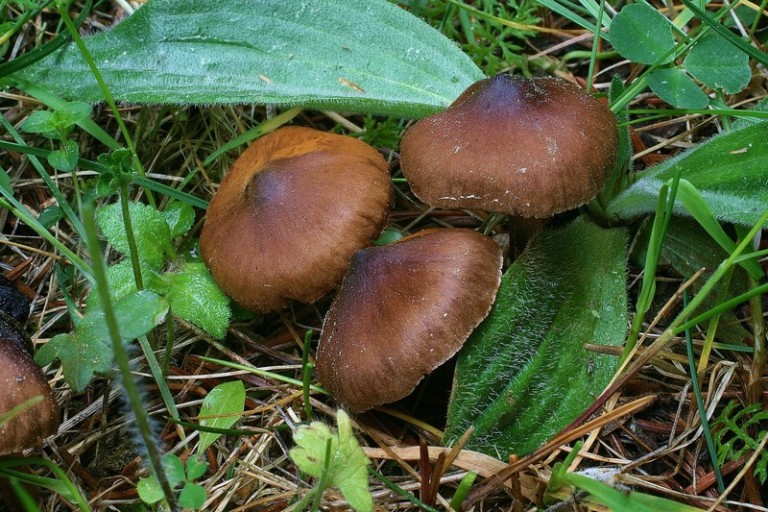 Cortinarius vernus 7.jpg