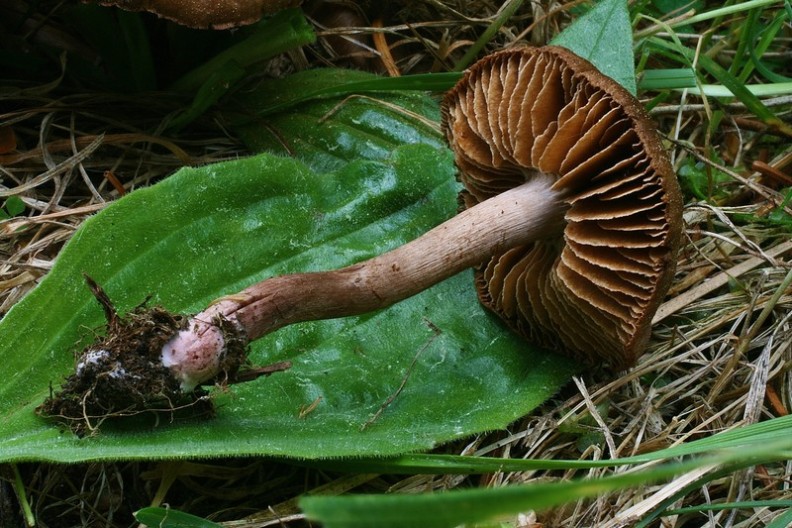 Cortinarius vernus 8.jpg