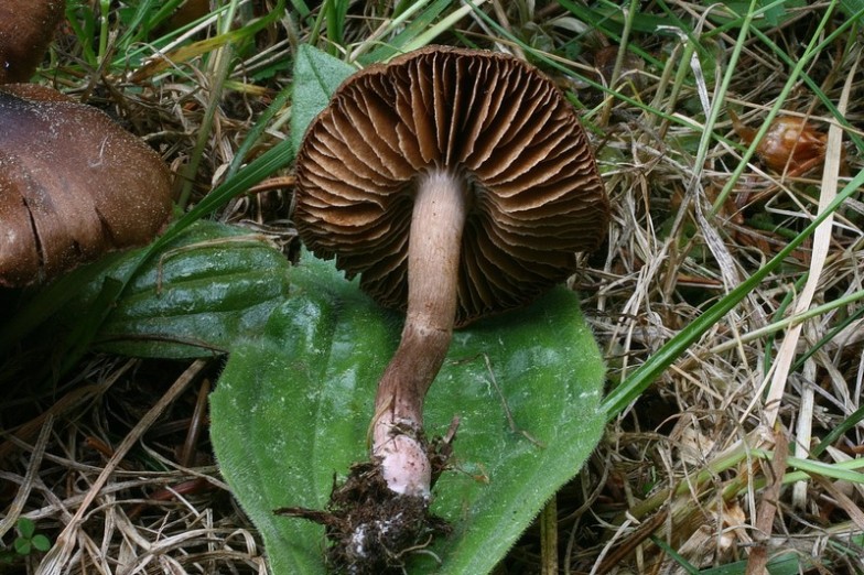 Cortinarius vernus 9.jpg