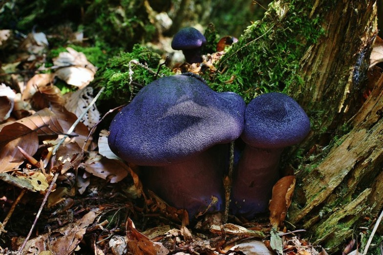 Cortinarius violaceus 2.jpg