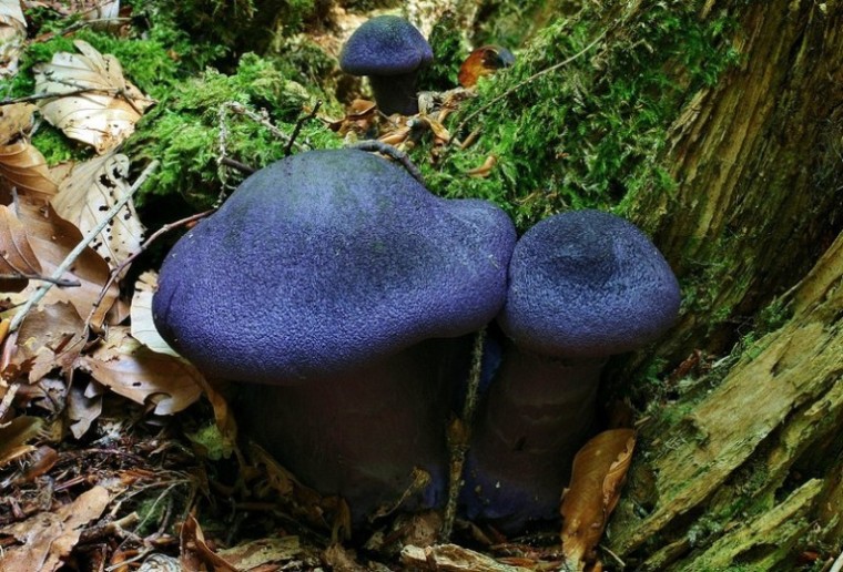 Cortinarius violaceus 3.jpg