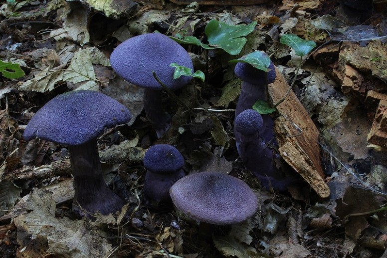 Cortinarius violaceus 4.jpg