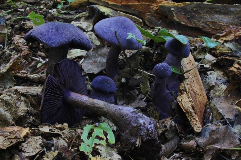 Cortinarius violaceus 5.jpg