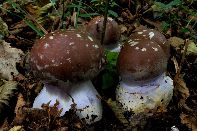 Cortinarius praestans  18.jpg