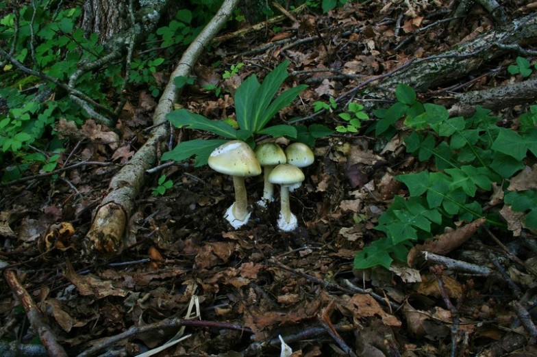 Amanita phalloides 12.jpg