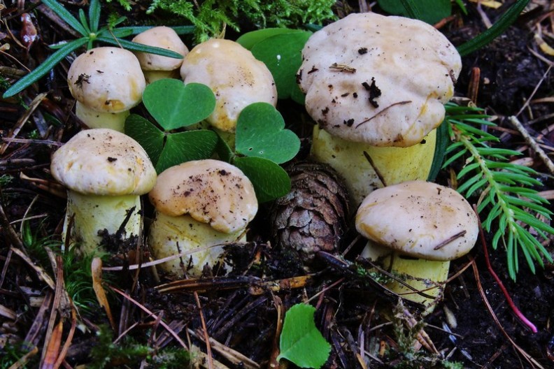 Cantharellus amethysteus 2.jpg