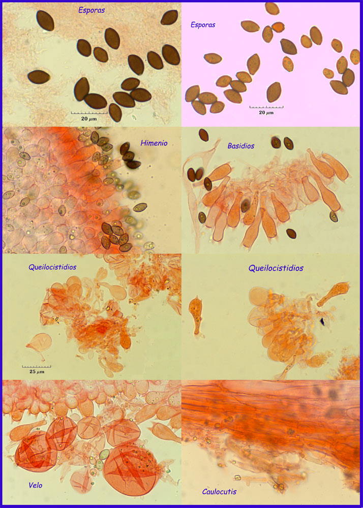 Coprinopsis-cothurnata-cuad.jpg