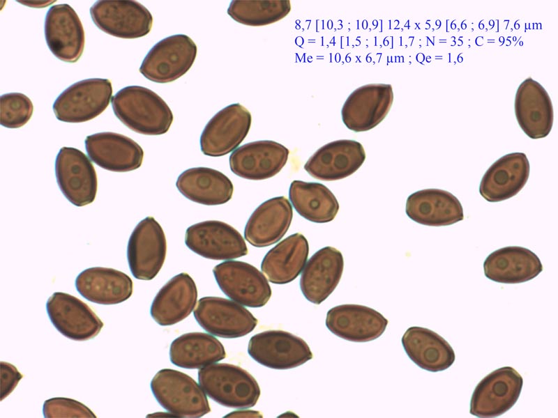 Coprinopsis-pachyderma-601.jpg