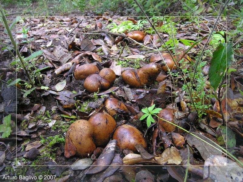 Melanogaster variegatus (Vittad.) Tul. &amp;amp; C. Tul.