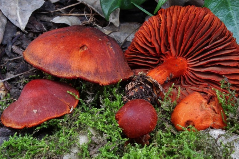 Cortinarius cinnabarinus 2.jpg