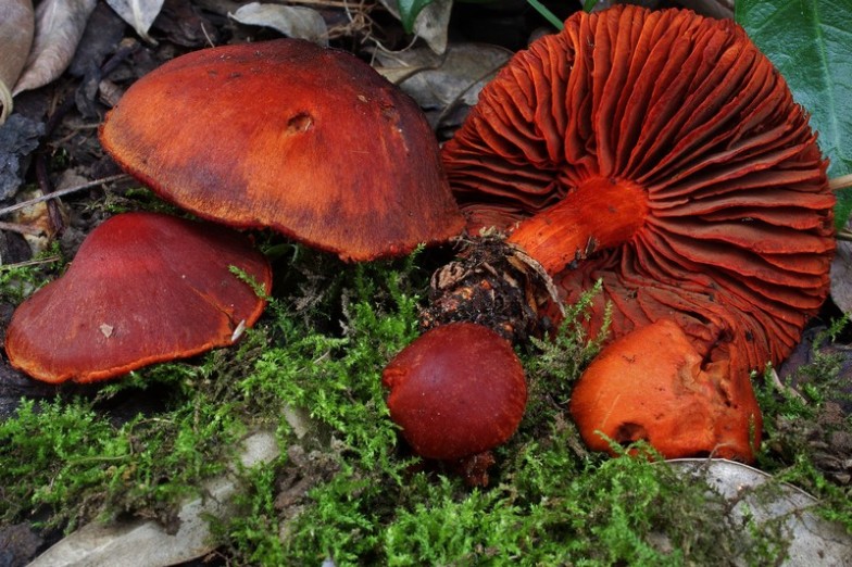 Cortinarius cinnabarinus 7.jpg