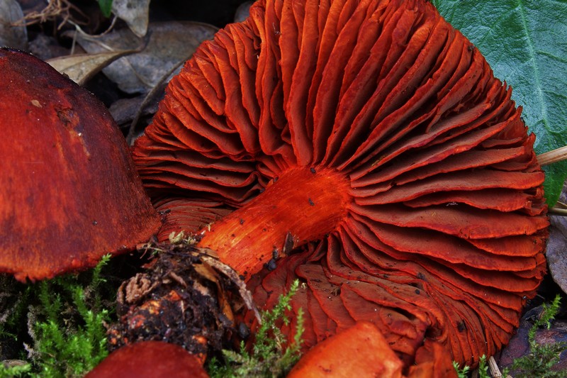 Cortinarius cinnabarinus 4.jpg