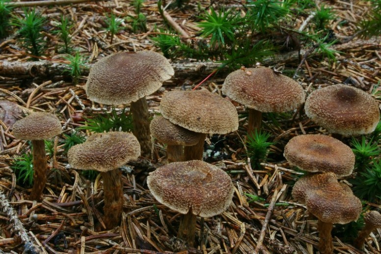 Cortinarius flexipes 3.jpg