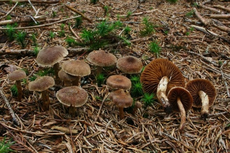 Cortinarius flexipes 4.jpg