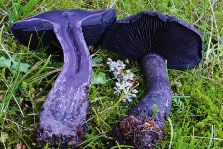 Cortinarius hercynicus 8.jpg