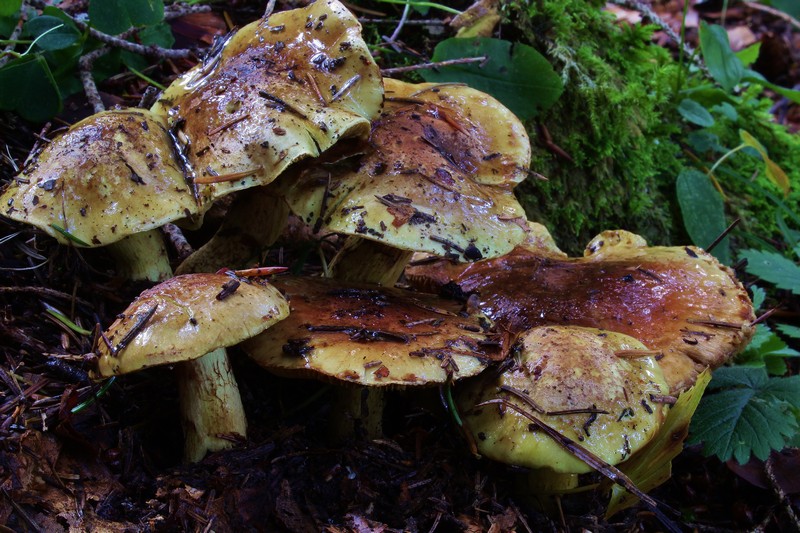 Cortinarius nanceiensis 3.jpg