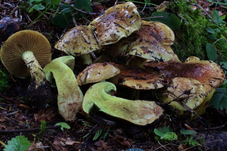 Cortinarius nanceiensis 6.jpg