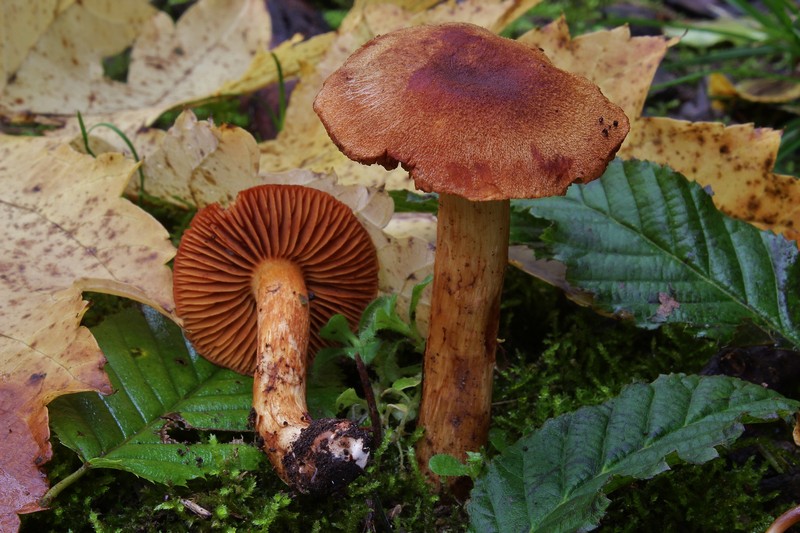 Cortinarius orellanus 3.jpg