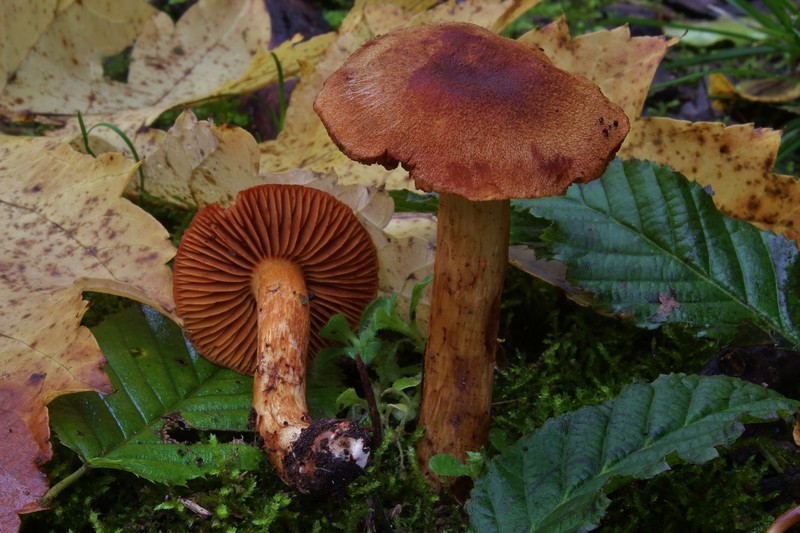 Cortinarius orellanus 4.jpg