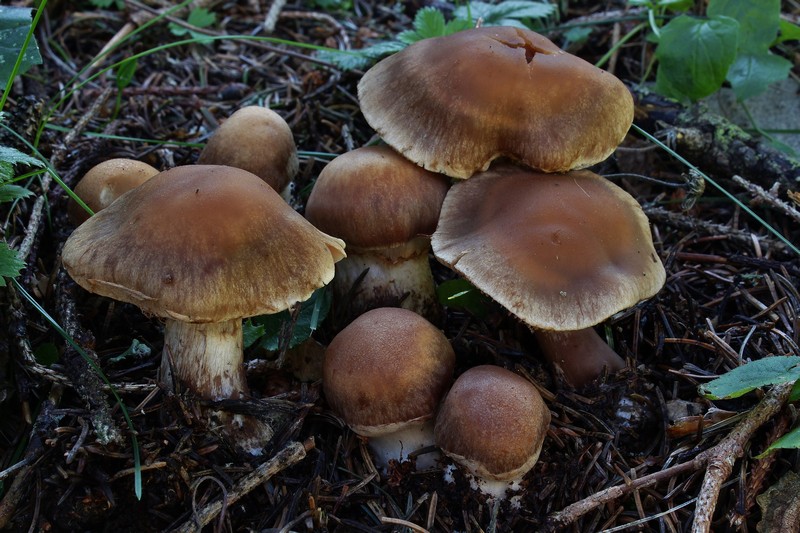 Cortinarius privignoides 2.jpg