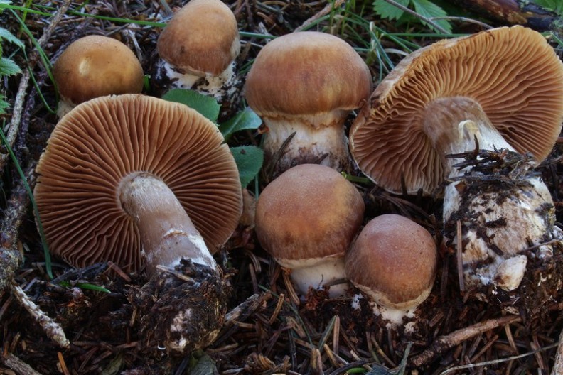 Cortinarius privignoides 6.jpg