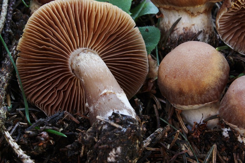 Cortinarius privignoides 8.jpg