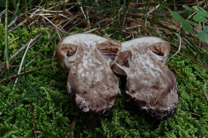 Cortinarius privignoides 10.jpg