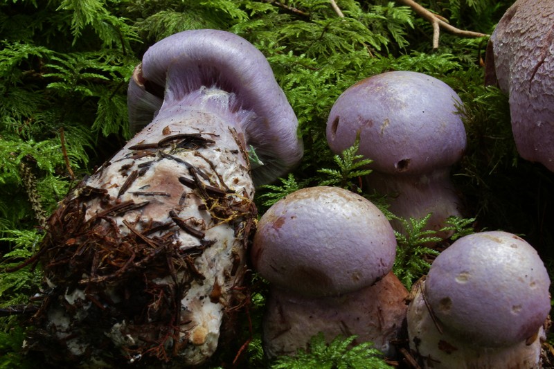 Cortinarius traganus 4.jpg