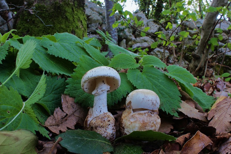 Amanita verna 10.jpg