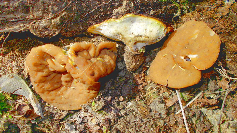 20.04-2015 Asti, Fiume Tanaro, Populus sp. marcescente