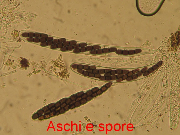 Sporormiella lageniformis (Fuckel) S.I. Ahmed & Cain.JPG