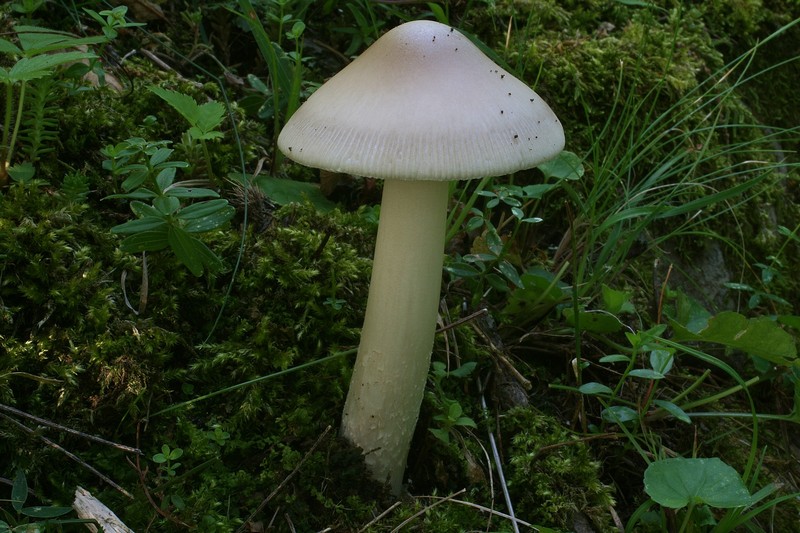 Amanita mairei 8.jpg