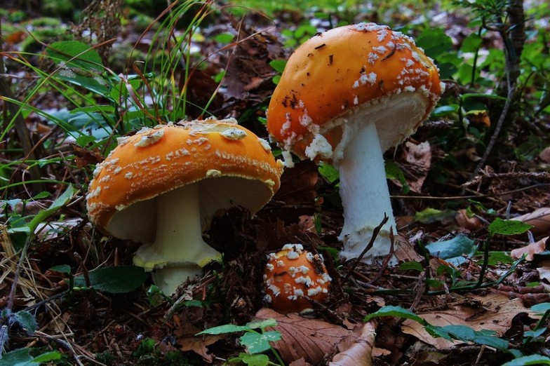 Amanita muscaria 37.jpg