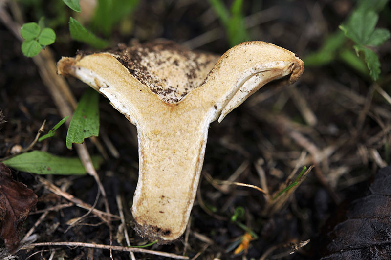 4Russula-chloroides.jpg