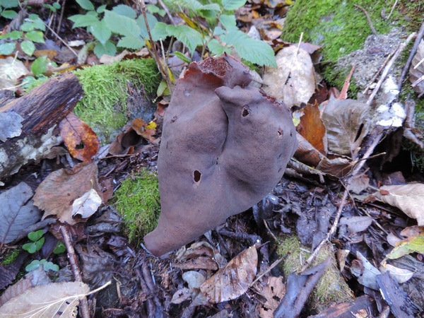 Gyromitra infula (Schaeff.) Quél.,.jpg