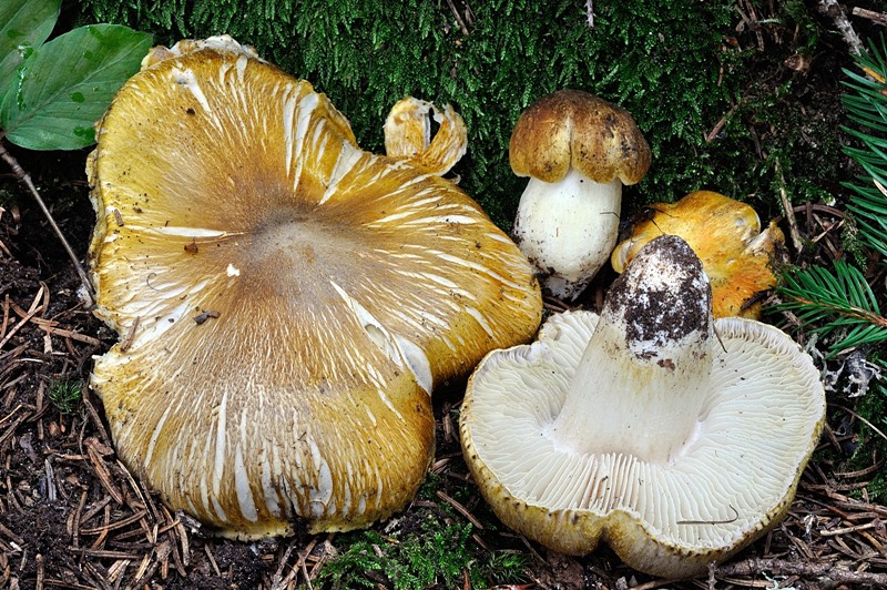 Tricholoma arvernense DSC10867 reg [800].jpg