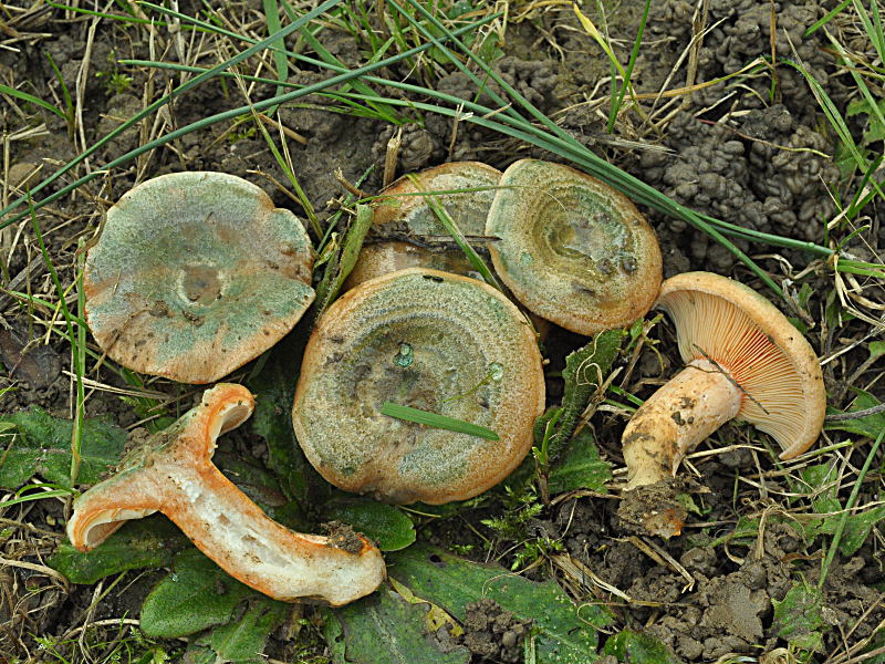 Lactarius_semisanguifluus-DSC_0168.jpg