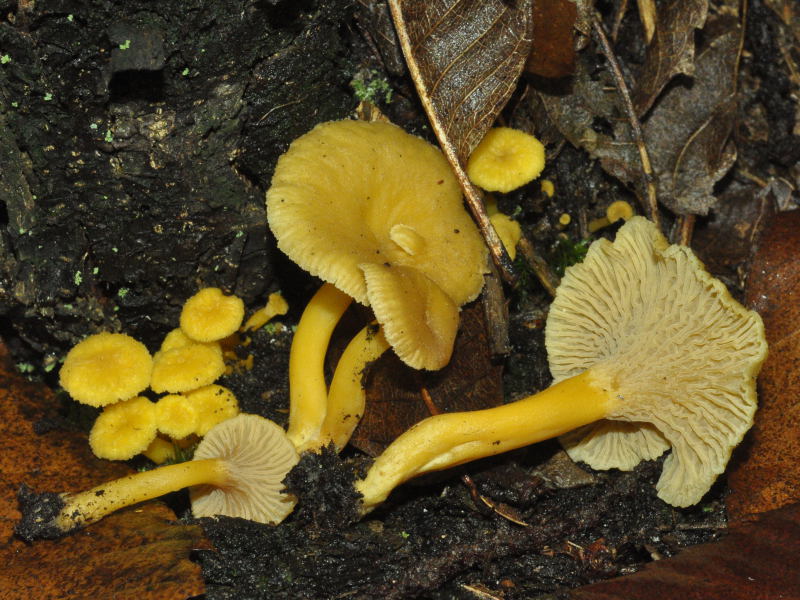 Craterellus_tubaeformis_fma_pallidus-DSC_0252-800x600.jpg