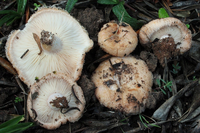 Lactarius_tesquorum.jpg