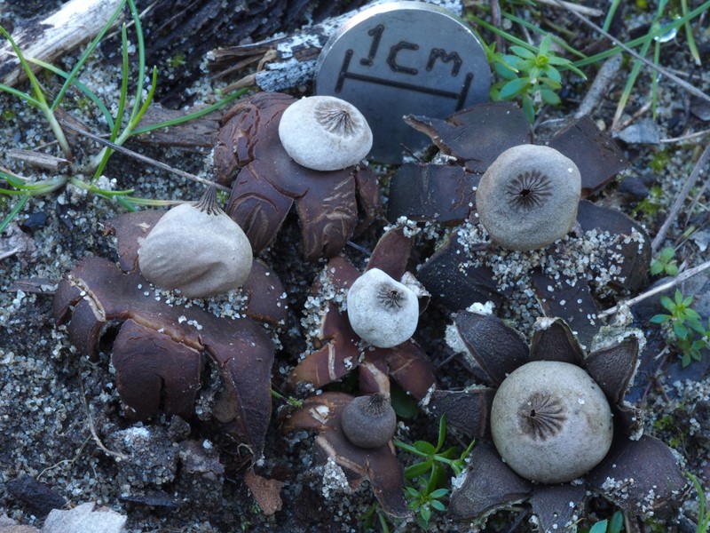 Geastrum elegans