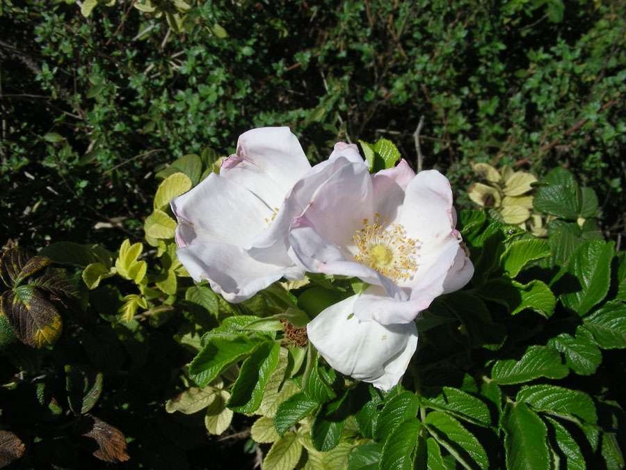 Rosa rugosa (3).jpg